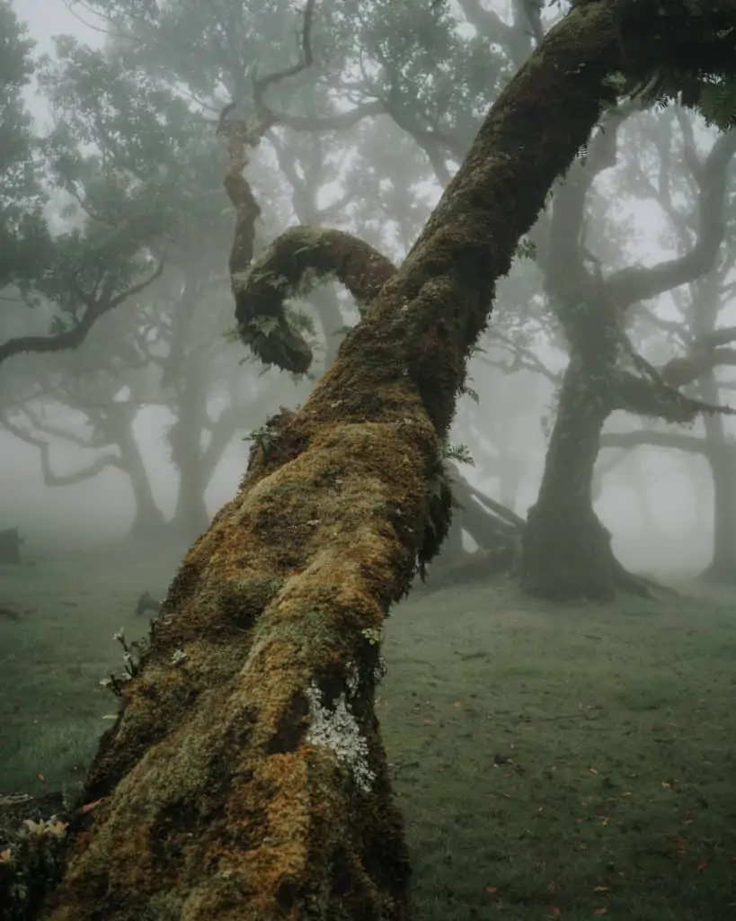 fanal mystical forest best photospots on Madeira