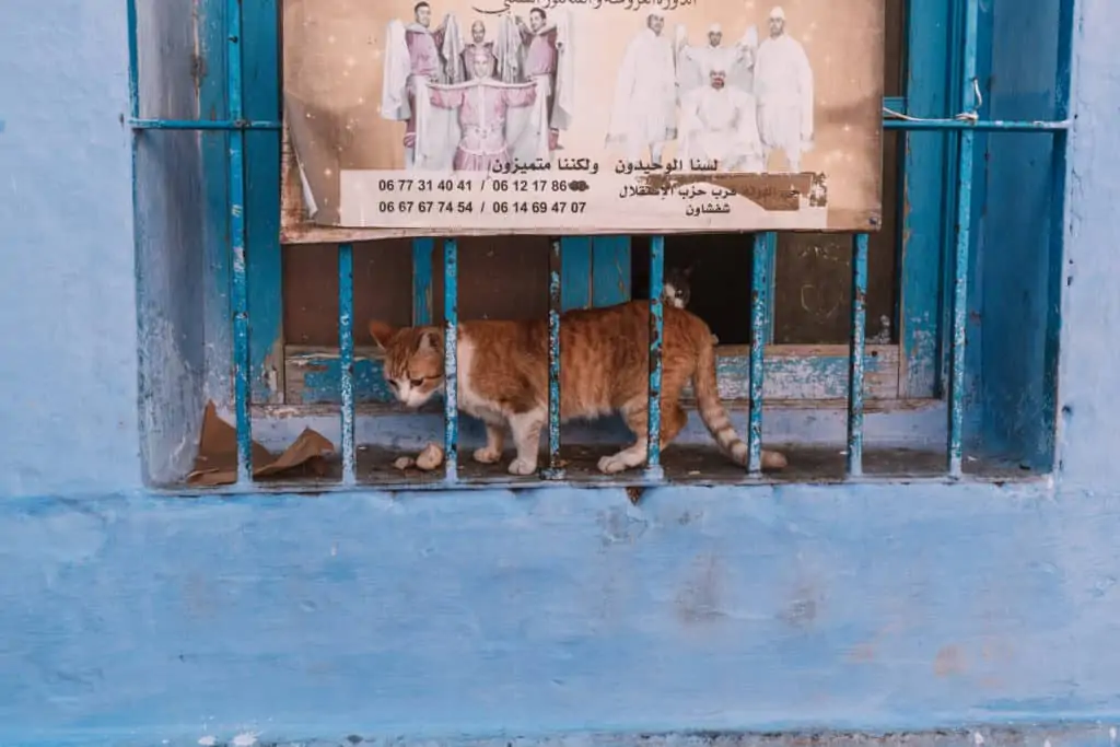 koty w chefchaouen niebieskie miasto