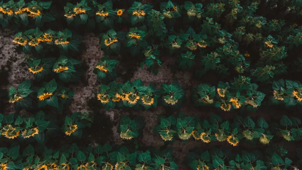 słoneczniki z drona węgry