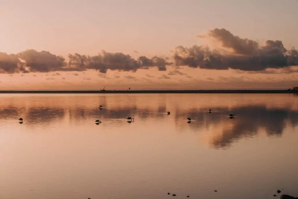 where to see flamingos sardinia