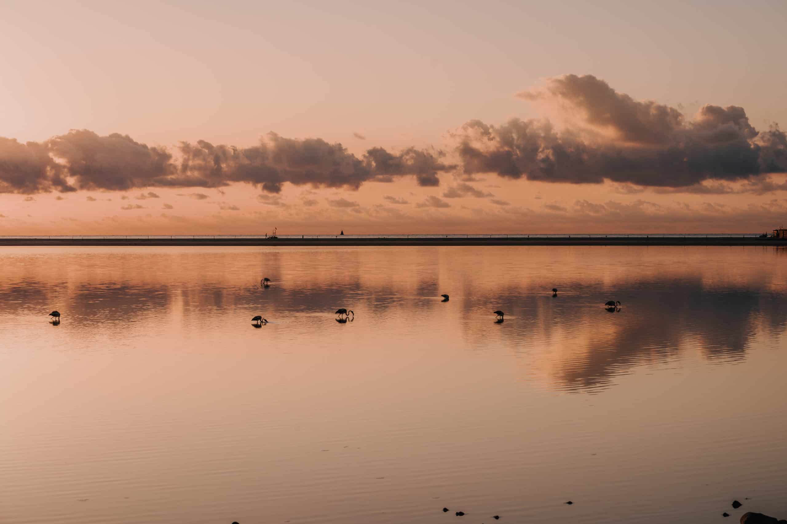 where to see flamingos sardinia