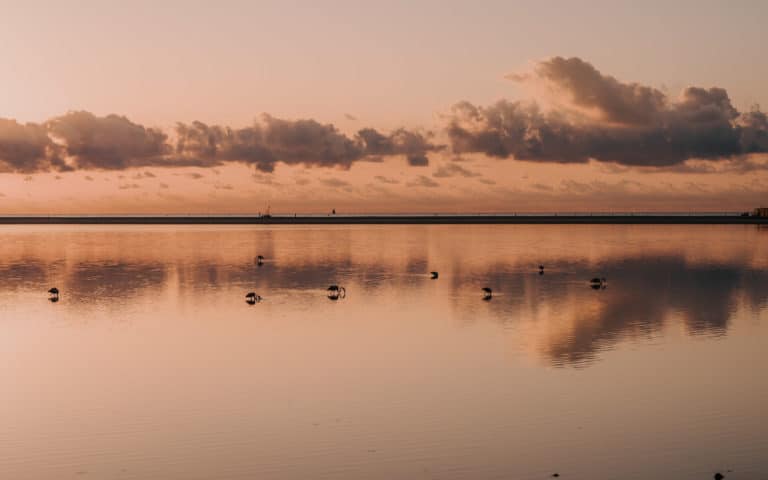 where to see flamingos sardinia