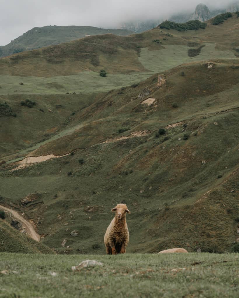 owca laza azerbejdżan co zobaczyć