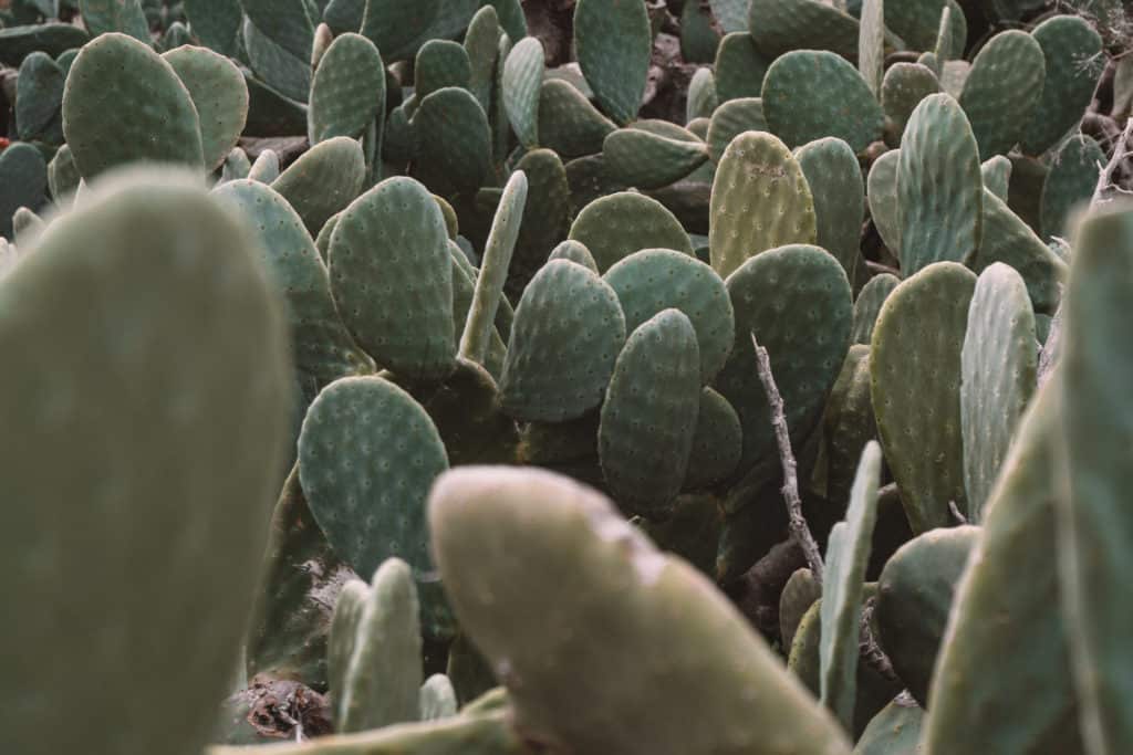 kaktusy malta