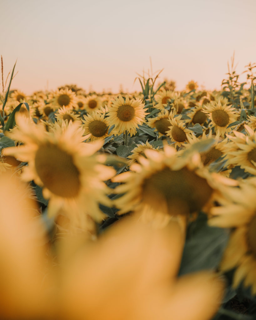 sunflowers balaton