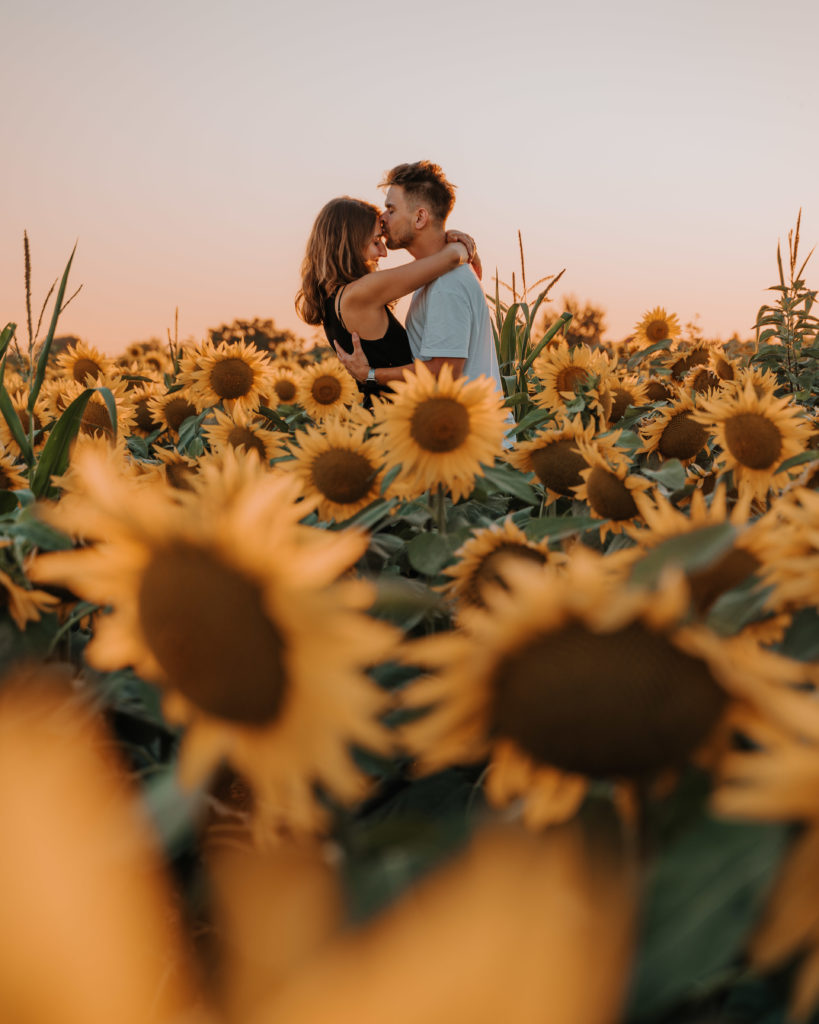 sunflower field hungary balaton top things to do