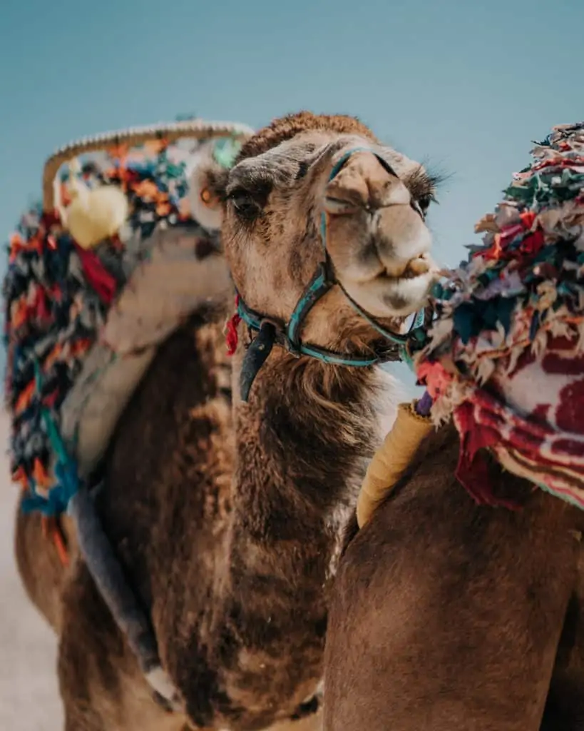wielbłądy maroko informacje praktyczne Afryka