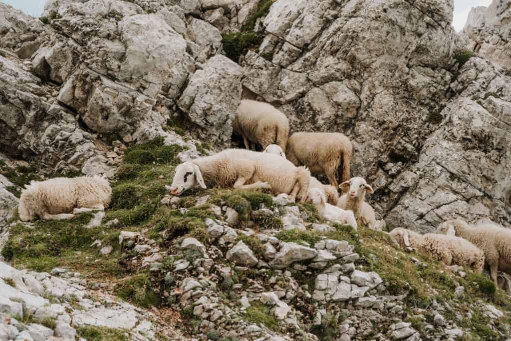 owieczki słowenia
