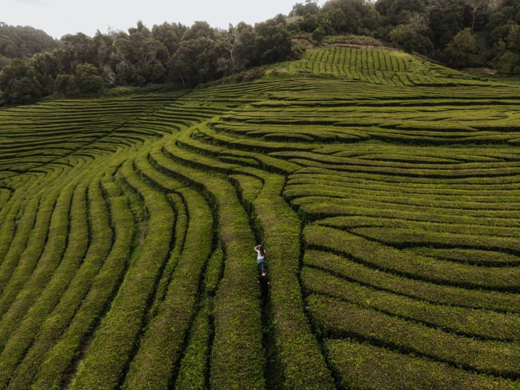 plantacja herbaty na sao miguel z drona