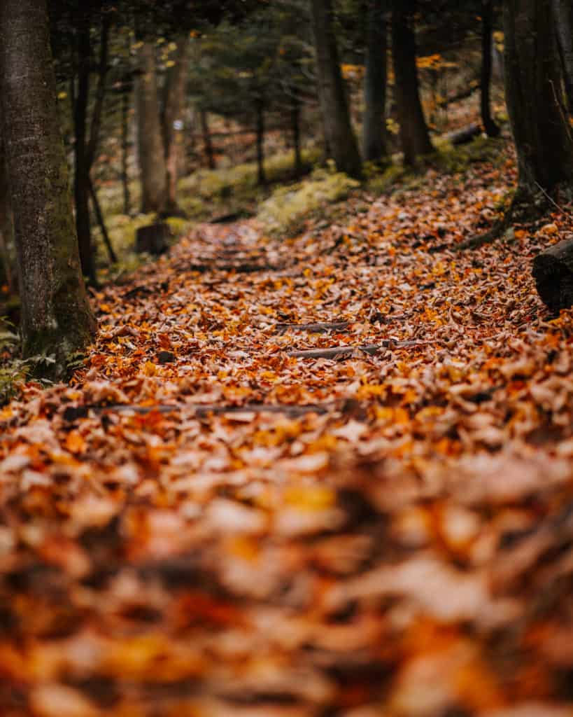 szlak przykryty liśćmi jesień w pieninach