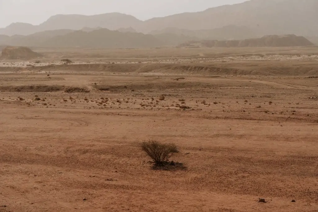 drzewo na pustyni timna park izrael
